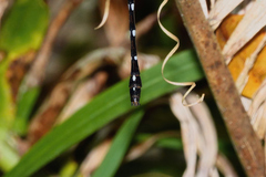 Austroaeschna eungella