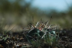 Coryphantha poselgeriana