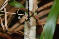 Austroaeschna eungella