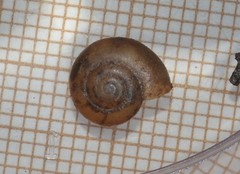 Aegopinella nitidula