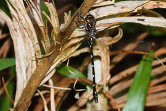 Austroaeschna eungella