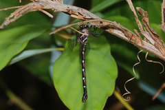 Austroaeschna eungella