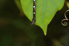 Austroaeschna eungella