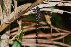 Austroaeschna eungella