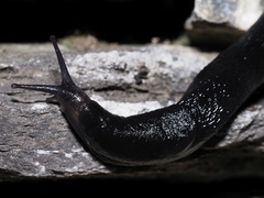 Limax erythrus
