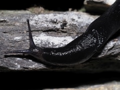 Limax erythrus