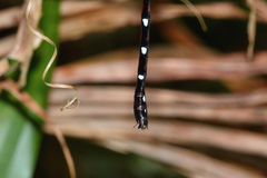 Austroaeschna eungella