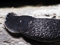 Limax erythrus