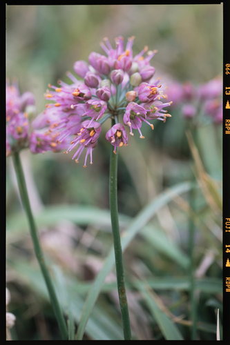Allium pseudojaponicum iNat (1)