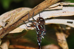 Austroaeschna eungella