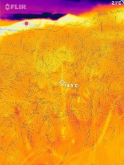 Allium pseudojaponicum