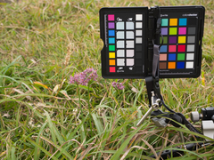 Allium pseudojaponicum