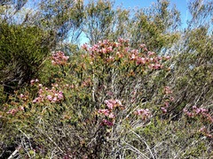 Chamelaucium uncinatum