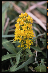 Solidago virgaurea