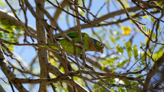 Psitteuteles versicolor