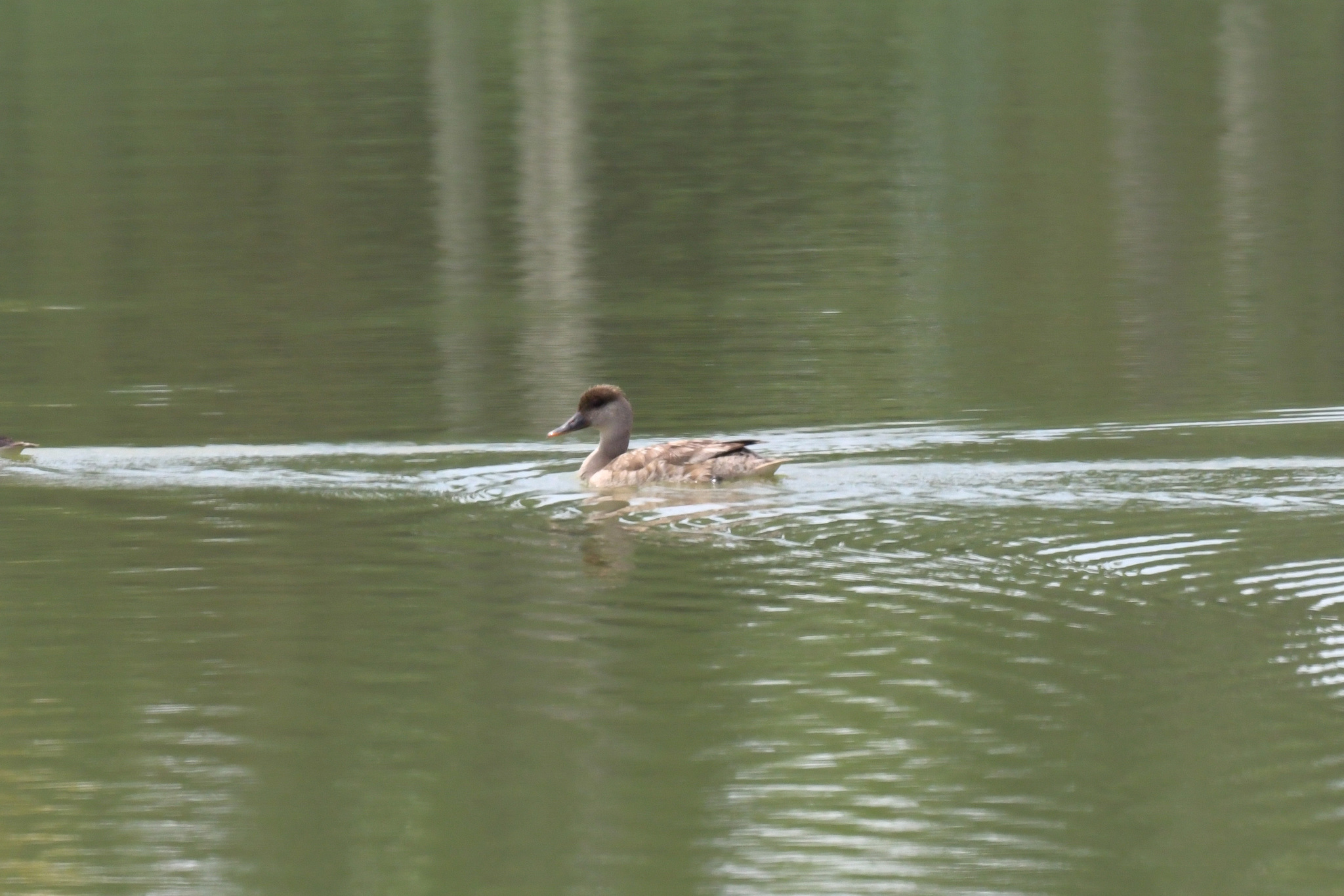 Red-crested Pochard