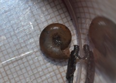 Aegopinella nitidula