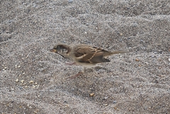 Passer domesticus