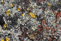 Senna artemisioides helmsii