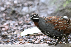 Margaroperdix madagarensis