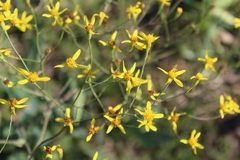Senecio retrorsus