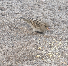 Passer domesticus