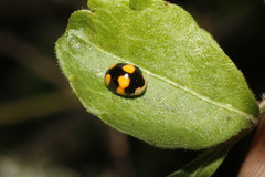 Brachiacantha decora