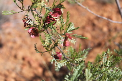 Dodonaea sinuolata acrodentata