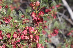 Dodonaea sinuolata acrodentata