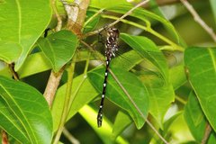 Austroaeschna eungella