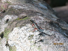 Sphenomorphus sanctus