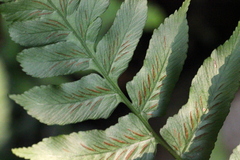 Diplazium conterminum