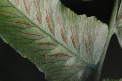 Diplazium conterminum