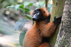 Varecia rubra