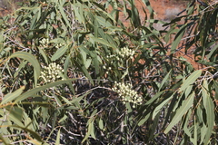 Corymbia terminalis