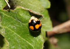 Brachiacantha decora