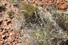 Amphipogon caricinus