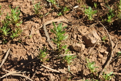 Centipeda thespidioides