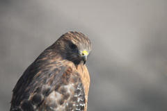 Buteo lineatus