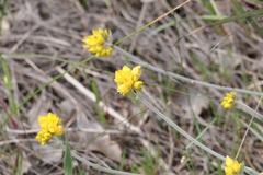Conostylis candicans
