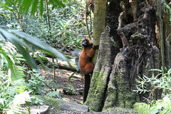 Varecia rubra