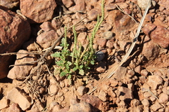 Dysphania rhadinostachya