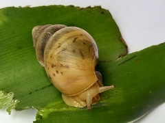 Cochlitoma transvaalensis