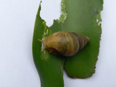Cochlitoma transvaalensis