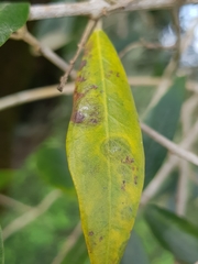 Venturia oleaginea