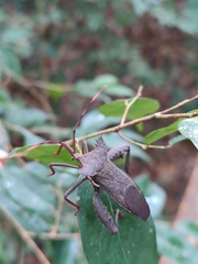 Prionolomia gigas