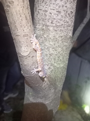 Gekko gecko