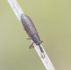 Rhinotia sparsa