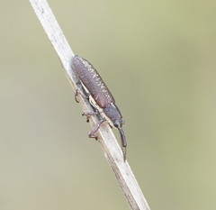 Rhinotia sparsa