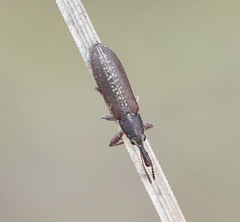 Rhinotia sparsa